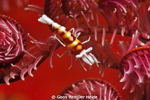 Shrimp in Seafeather by Goos Van Der Heide 